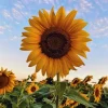 Sunflower Live Plant – 4 inch Pot – Fast-Growing Annual Flower – Pollinator Friendly - Image 1