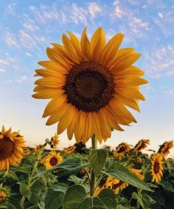 Sunflower Live Plant – 4 inch Pot – Fast-Growing Annual Flower – Pollinator Friendly - Image 1