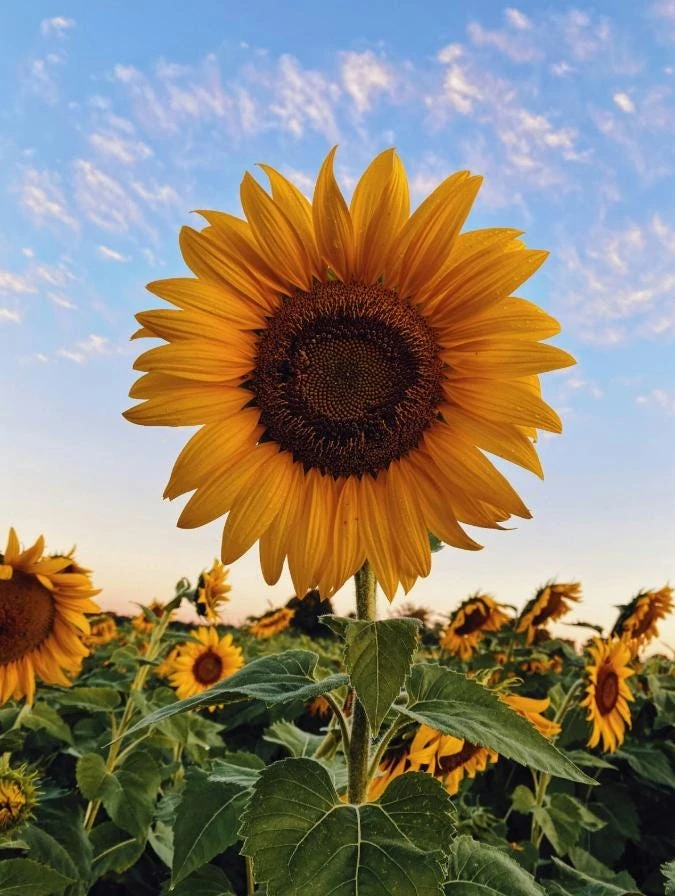 Sunflower Live Plant – 4 inch Pot – Fast-Growing Annual Flower – Pollinator Friendly - Image 1