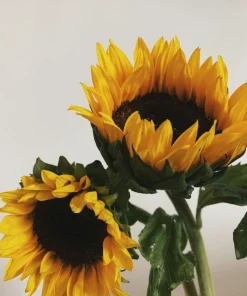 Sunflower Live Plant – 4 inch Pot – Fast-Growing Annual Flower – Pollinator Friendly - Image 2
