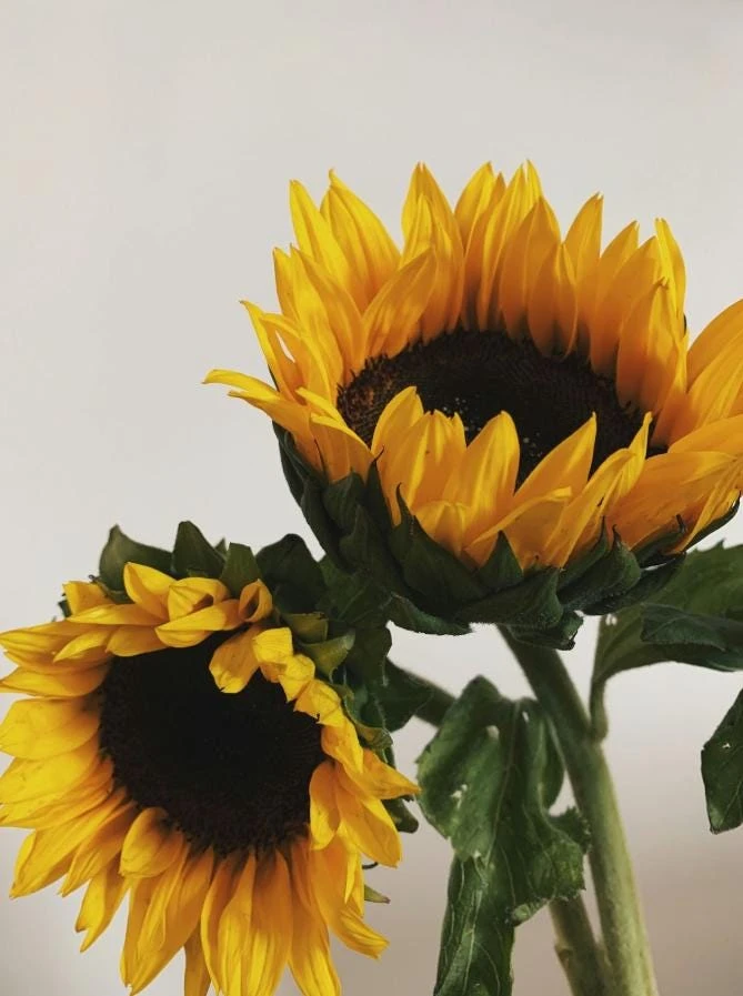 Sunflower Live Plant – 4 inch Pot – Fast-Growing Annual Flower – Pollinator Friendly - Image 2