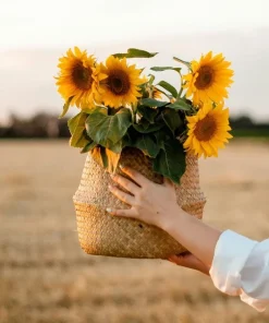 Sunflower Live Plant – 4 inch Pot – Fast-Growing Annual Flower – Pollinator Friendly - Image 3