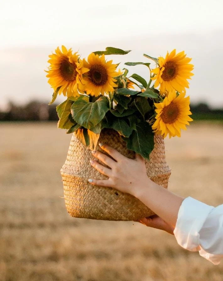 Sunflower Live Plant – 4 inch Pot – Fast-Growing Annual Flower – Pollinator Friendly - Image 3
