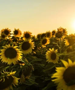 Sunflower Live Plant – 4 inch Pot – Fast-Growing Annual Flower – Pollinator Friendly - Image 4