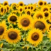 Sunflower Live Plant - Yellow Blooms, Young Seedlings, 2-5 Inch Tall, in Pot, Outdoor - Image 1