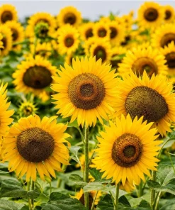 Sunflower Live Plant - Yellow Blooms, Young Seedlings, 2-5 Inch Tall, in Pot, Outdoor - Image 1