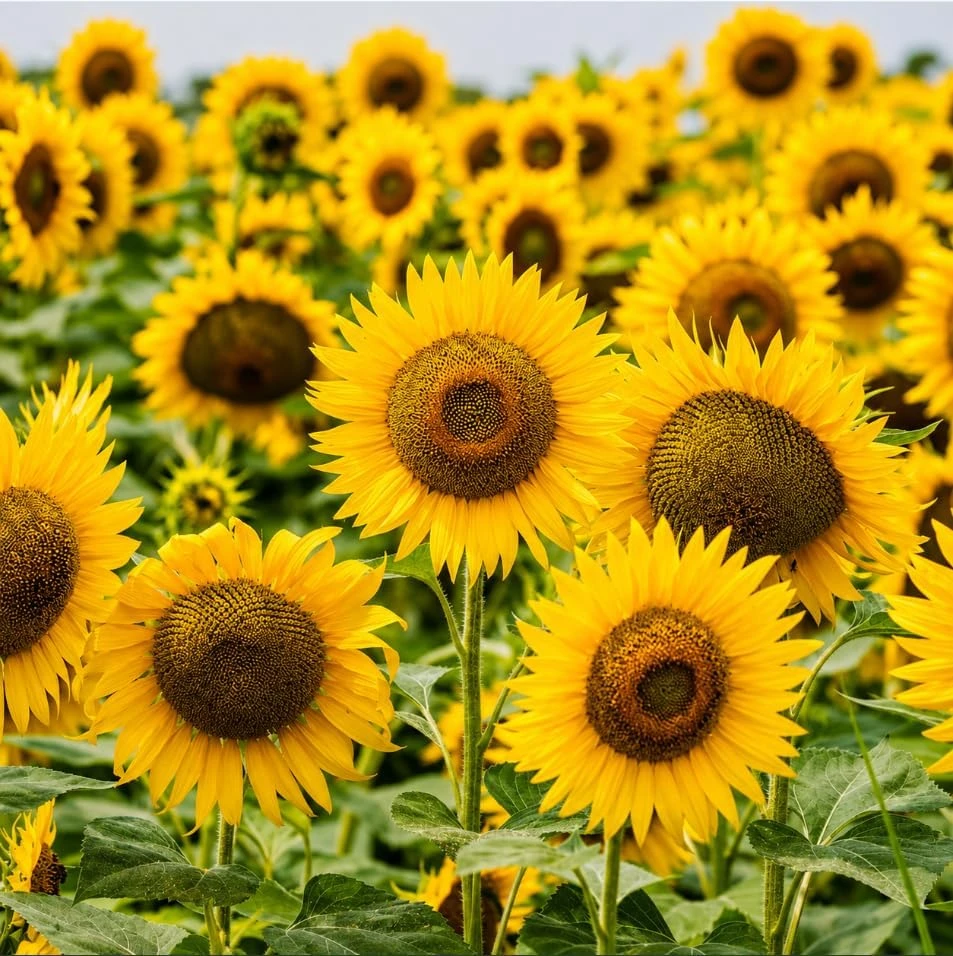Sunflower Live Plant - Yellow Blooms, Young Seedlings, 2-5 Inch Tall, in Pot, Outdoor - Image 1