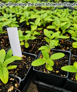 Sunflower Live Plant – Young Yellow Blooming Seedling – 2-5 Inch Tall – Potted - Image 2