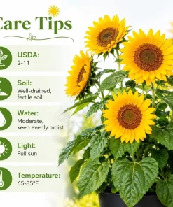Sunflower Live Plant – Young Yellow Blooming Seedling – 2-5 Inch Tall – Potted - Image 4