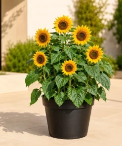 Sunflower Live Plant – Young Yellow Blooming Seedling – 2-5 Inch Tall – Potted - Image 5