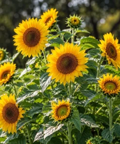 Sunflower Live Plant – Young Yellow Blooming Seedling – 2-5 Inch Tall – Potted - Image 6