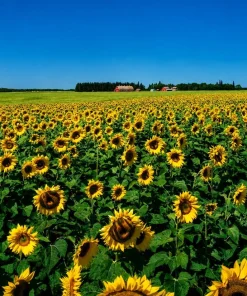 Sunflower Live Plant – Young Yellow Blooming Seedling – 2-5 Inch Tall – Potted - Image 7