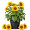 Sunflower Live Plant – Young Yellow Blooming Seedling – 2-5 Inch Tall – Potted - Image 1