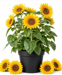 Sunflower Live Plant – Young Yellow Blooming Seedling – 2-5 Inch Tall – Potted - Image 1