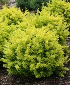 Sunjoy Citrus Barberry Live Plant – 4 inch Pot – Chartreuse Foliage – Deer Resistant Shrub - Image 2