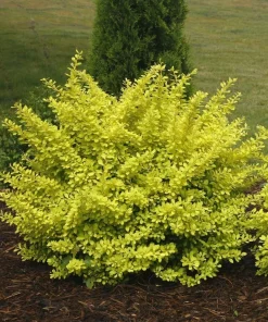 Sunjoy Citrus Barberry Live Plant – 4 inch Pot – Chartreuse Foliage – Deer Resistant Shrub - Image 1