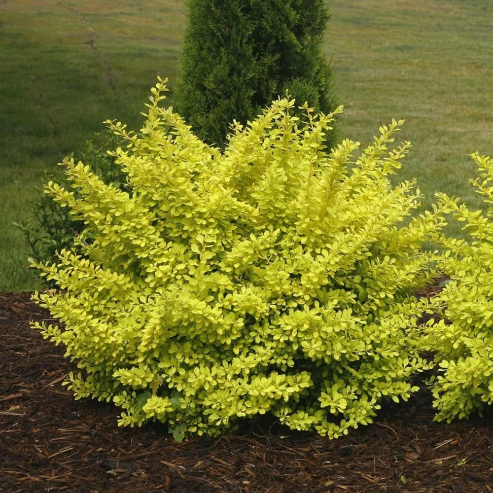 Sunjoy Citrus Barberry Live Plant – 4 inch Pot – Chartreuse Foliage – Deer Resistant Shrub - Image 1