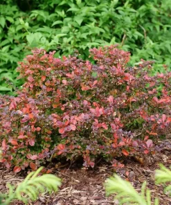 Sunjoy Really Red Barberry Live Plant - 4" Pot, Berberis thunbergii, Vibrant Red Foliage, Outdoor Shrub - Image 2