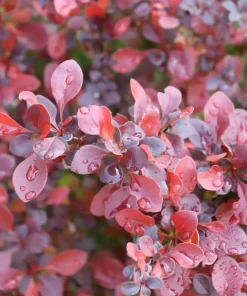Sunjoy Really Red Barberry Live Plant - 4