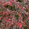 Sunjoy Really Red Barberry Live Plant - 4" Pot, Berberis thunbergii, Vibrant Red Foliage, Outdoor Shrub - Image 1