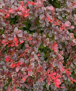 Sunjoy Really Red Barberry Live Plant - 4