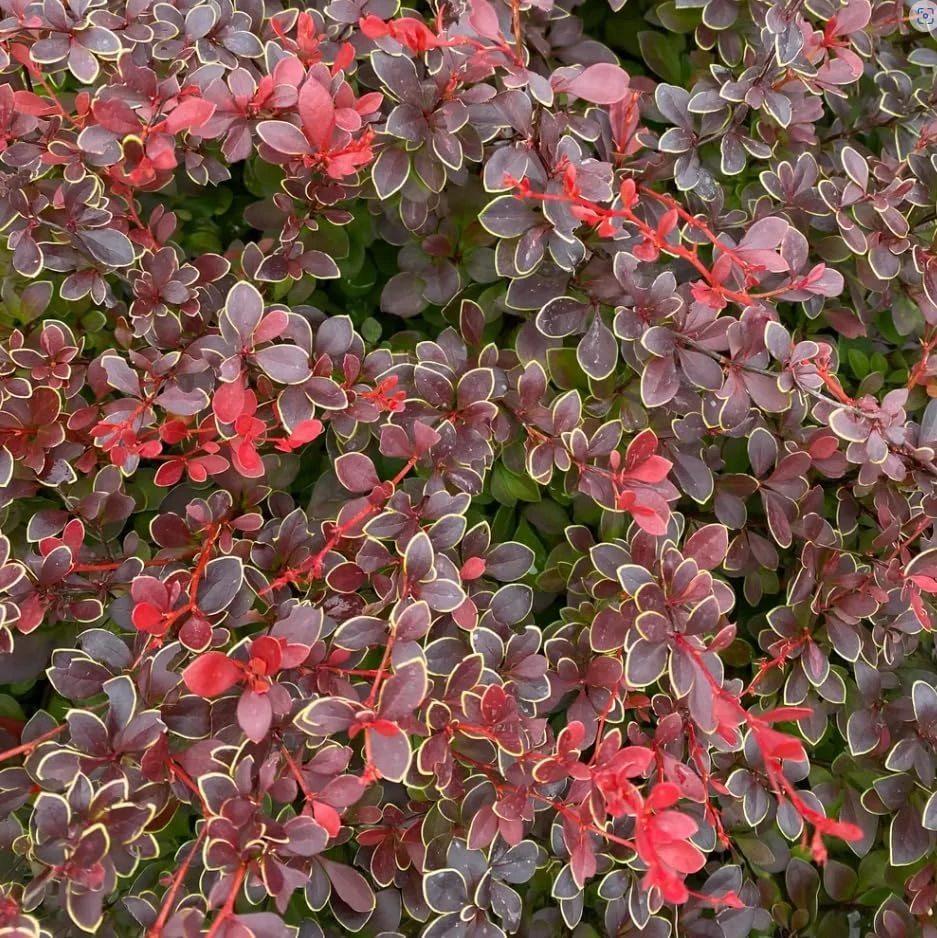 Sunjoy Really Red Barberry Live Plant - 4" Pot, Berberis thunbergii, Vibrant Red Foliage, Outdoor Shrub - Image 1