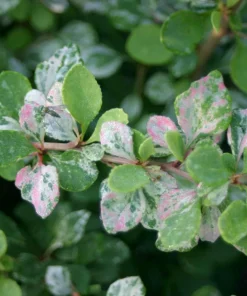 Sunjoy Sequins Barberry Live Plant - 4" Pot - Colorful Foliage Shrub - Image 2