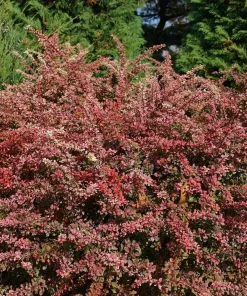 Sunjoy Sequins Barberry Live Plant - 4