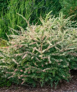 Sunjoy Sequins Barberry Live Plant - 4