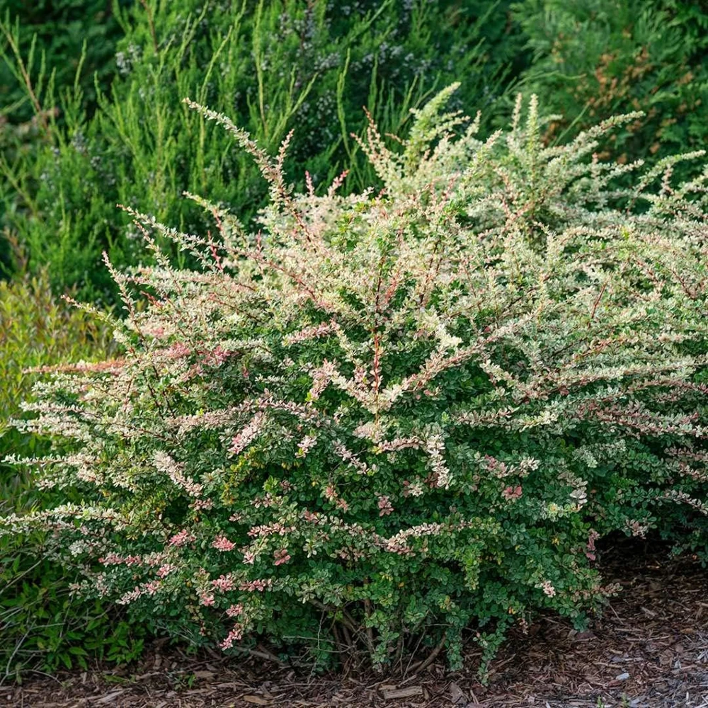 Sunjoy Sequins Barberry Live Plant - 4" Pot - Colorful Foliage Shrub - Image 1
