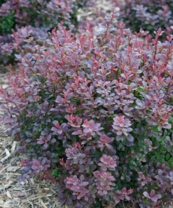 Sunjoy Todo Barberry Live Plant – 4" Pot – Non-Invasive Shrub for Outdoor Gardens - Image 2