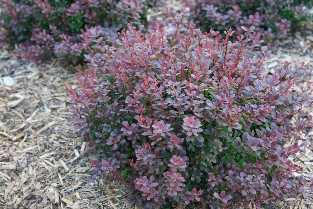 Sunjoy Todo Barberry Live Plant – 4" Pot – Non-Invasive Shrub for Outdoor Gardens - Image 2