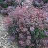 Sunjoy Todo Barberry Live Plant – 4" Pot – Non-Invasive Shrub for Outdoor Gardens - Image 1