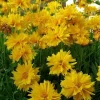 Sunray Coreopsis Seeds - 30 Seeds, 175 mg - Golden-Yellow Perennial Flowers - Image 1