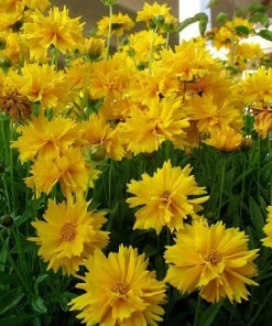 Sunray Coreopsis Seeds - 30 Seeds, 175 mg - Golden-Yellow Perennial Flowers - Image 1