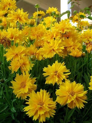 Sunray Coreopsis Seeds - 30 Seeds, 175 mg - Golden-Yellow Perennial Flowers - Image 1