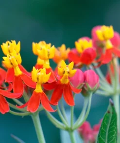 Sunset Milkweed Seeds - 100 Count Asclepias Curassavica, Red Orange Flowers for Butterflies - Image 10
