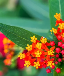 Sunset Milkweed Seeds - 100 Count Asclepias Curassavica, Red Orange Flowers for Butterflies - Image 11