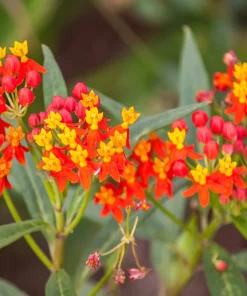 Sunset Milkweed Seeds - 100 Count Asclepias Curassavica, Red Orange Flowers for Butterflies - Image 2