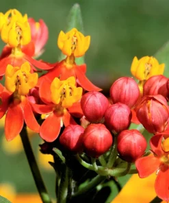 Sunset Milkweed Seeds - 100 Count Asclepias Curassavica, Red Orange Flowers for Butterflies - Image 3