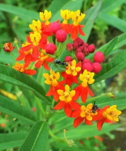 Sunset Milkweed Seeds - 100 Count Asclepias Curassavica, Red Orange Flowers for Butterflies - Image 4
