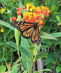 Sunset Milkweed Seeds - 100 Count Asclepias Curassavica, Red Orange Flowers for Butterflies - Image 5