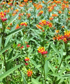 Sunset Milkweed Seeds - 100 Count Asclepias Curassavica, Red Orange Flowers for Butterflies - Image 6