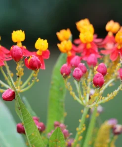 Sunset Milkweed Seeds - 100 Count Asclepias Curassavica, Red Orange Flowers for Butterflies - Image 7