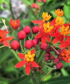 Sunset Milkweed Seeds - 100 Count Asclepias Curassavica, Red Orange Flowers for Butterflies - Image 8