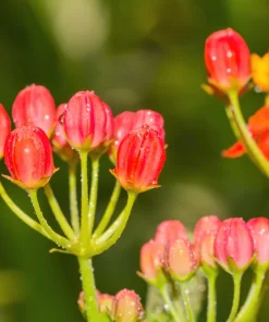 Sunset Milkweed Seeds - 100 Count Asclepias Curassavica, Red Orange Flowers for Butterflies - Image 9