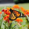 Sunset Milkweed Seeds - 100 Count Asclepias Curassavica, Red Orange Flowers for Butterflies - Image 1