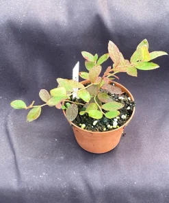 Sunshine Blue Blueberry Live Plant – 3 inch Pot – Evergreen Bush - Image 2