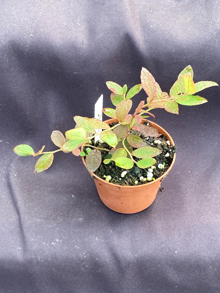 Sunshine Blue Blueberry Live Plant – 3 inch Pot – Evergreen Bush - Image 2