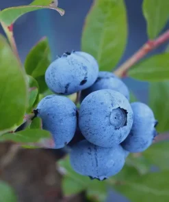 Sunshine Blue Blueberry Live Plant – 3 inch Pot – Evergreen Bush - Image 1